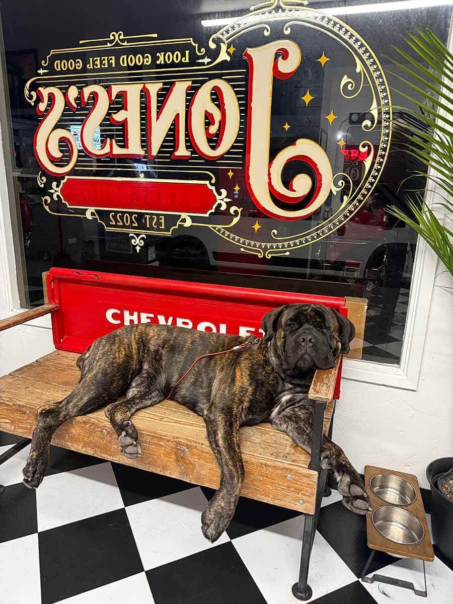 A large brindle dog lounges on a wooden bench with a red Chevrolet tailgate, below a window reflecting a "JONES" sign.